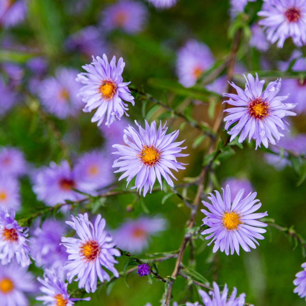 6x Aster frikartii 'Monch' - ↕10-25cm - Ø9cm
