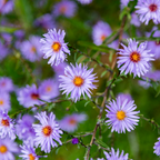6x Aster frikartii 'Monch' - ↕10-25cm - Ø9cm