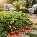 Fruitplanten -3x  Aardbei - Fragaria Elvira - Winterhard - 3 Planten - Pot 9 cm - Rode Aardbei