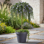 Plant op Stam - Rosmarinus officinalis Prostratus - Terras Plant - Bladhoudend - Winterhard -Paarse Bloem - Pot 19cm Hoogte 70 - 90cm