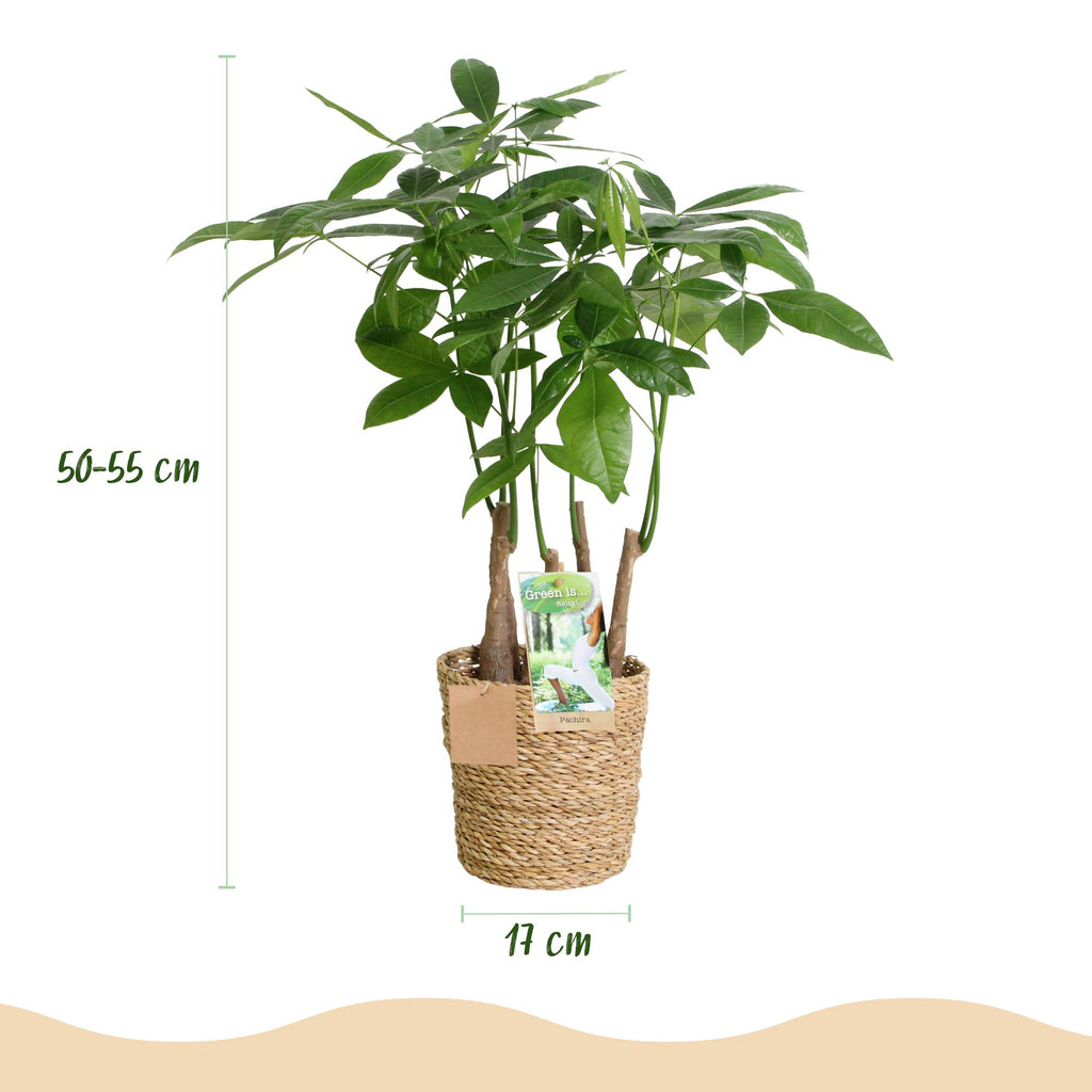 Pachira Aquatica multi stam - Geldboom - Weinig onderhoud - met mand - Groen - 1 Plant - Pot 17cm - Hoogte 50-55cm