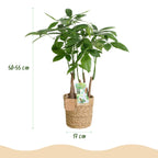 Pachira Aquatica multi stam - Geldboom - Weinig onderhoud - met mand - Groen - 1 Plant - Pot 17cm - Hoogte 50-55cm