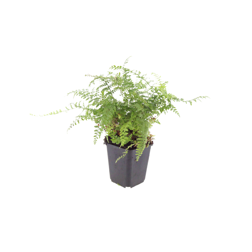 12x Polystichum set. 'Herrenhausen'- ↕10-25cm - Ø9cm