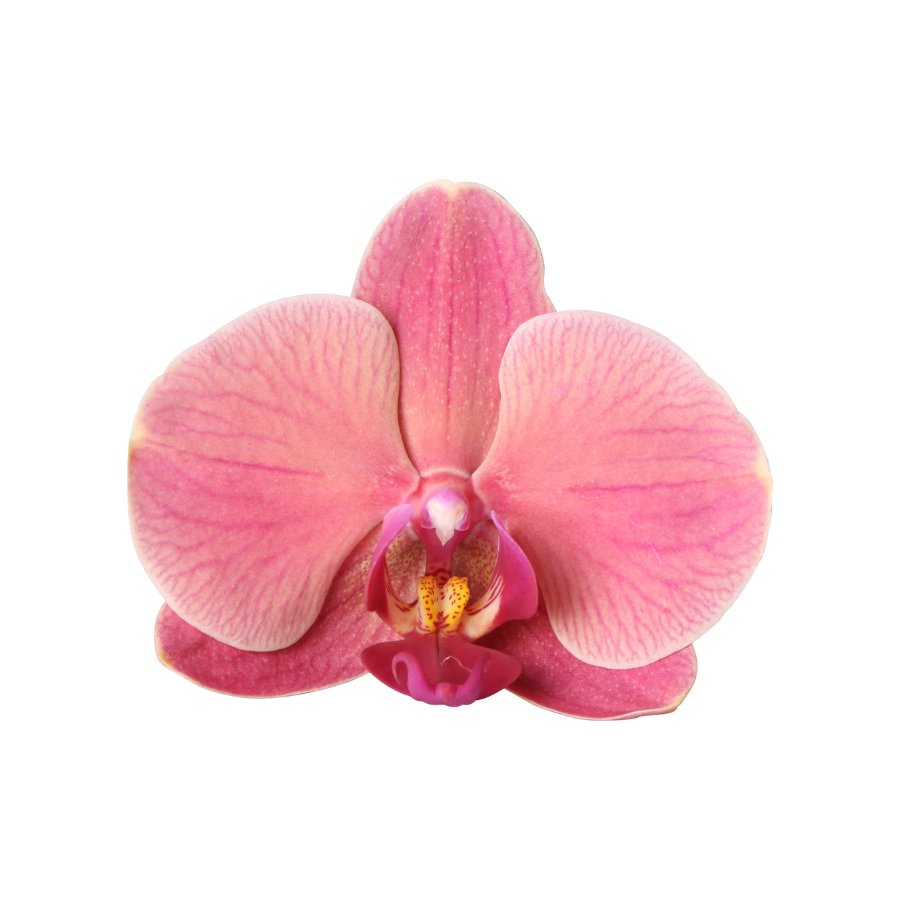 Narbonne Niagara Falls orchidee + Flare pot rood – potmaat Ø12 cm | bloeiende kamerplant – vers van de kweker