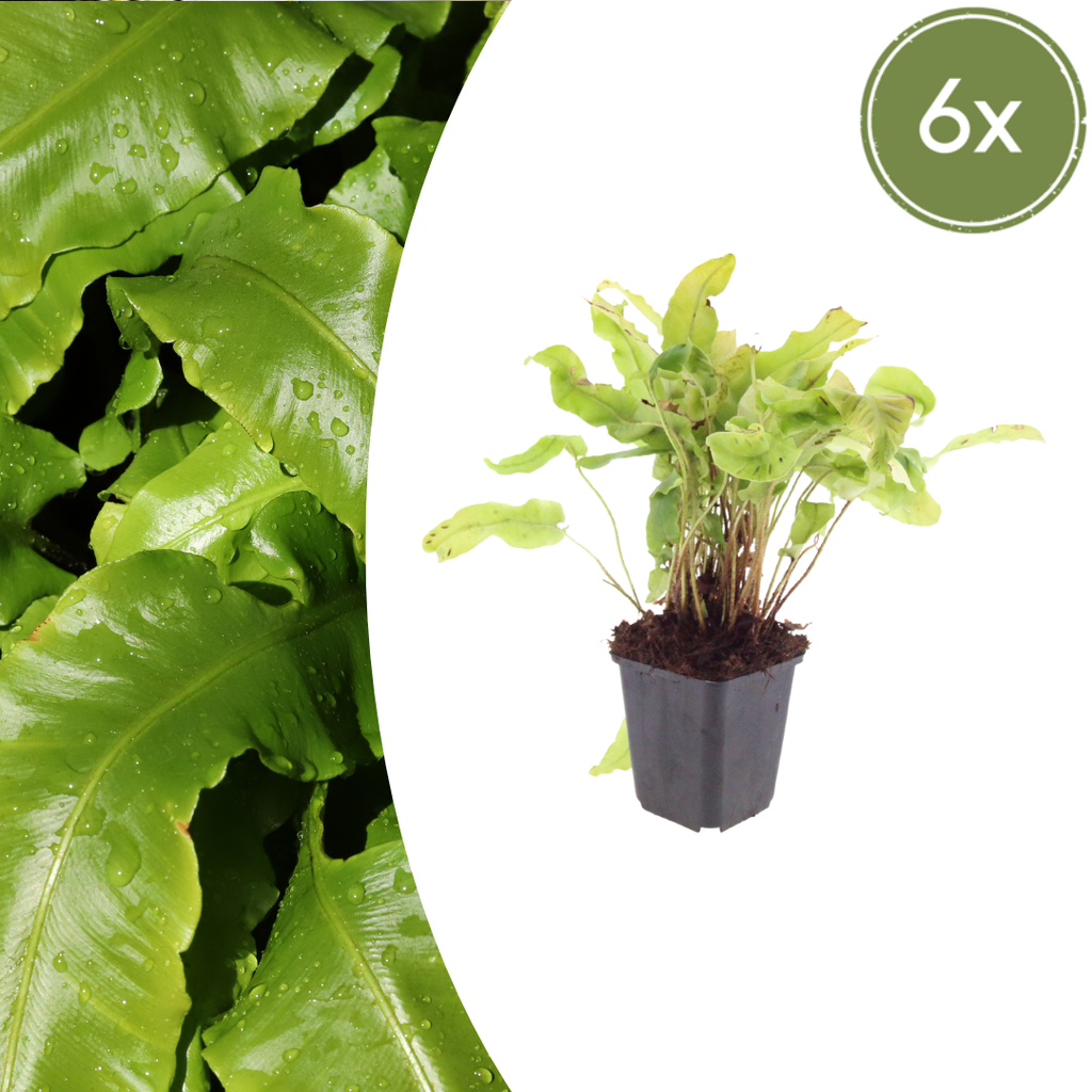 6x Asplenium scolopendrium - ↕10-25cm - Ø9cm
