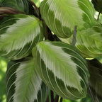 Maranta Fascinator Silverband - Gebedsplant - Huisdiervriendelijke Plant - Groen - 1 Plant - met Mand - Pot 12cm - Hoogte 25cm