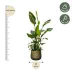 Strelitzia Nicolai de luxe XXL - 250cm - ø40