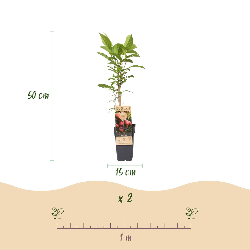 Fruitplant - Actinidia deliciosa Ken,s Red -2 Kiwiplant - Vrouwelijk - Rode Vrucht - 2 Planten - Pot 15cm - Hoogte 50cm