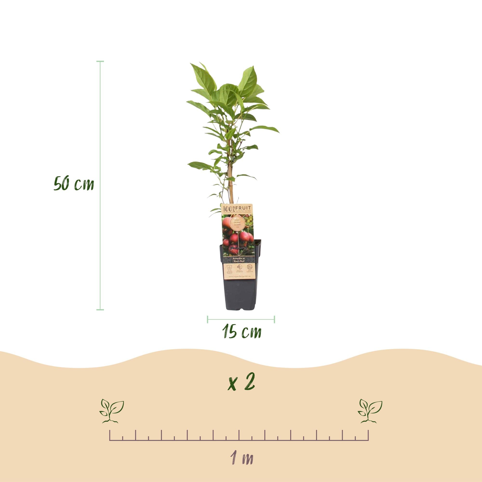 Fruitplant - Actinidia deliciosa Ken,s Red -2 Kiwiplant - Vrouwelijk - Rode Vrucht - 2 Planten - Pot 15cm - Hoogte 50cm