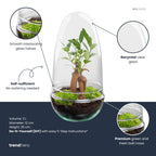 DIY Planten terrarium tweedelig bolglas - Egg Bonsai - Ø 12 cm ↑ 25 cm