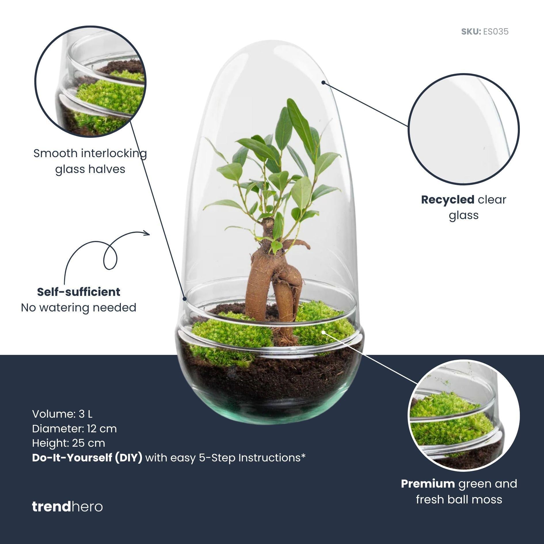 DIY Planten terrarium tweedelig bolglas - Egg Bonsai - Ø 12 cm ↑ 25 cm