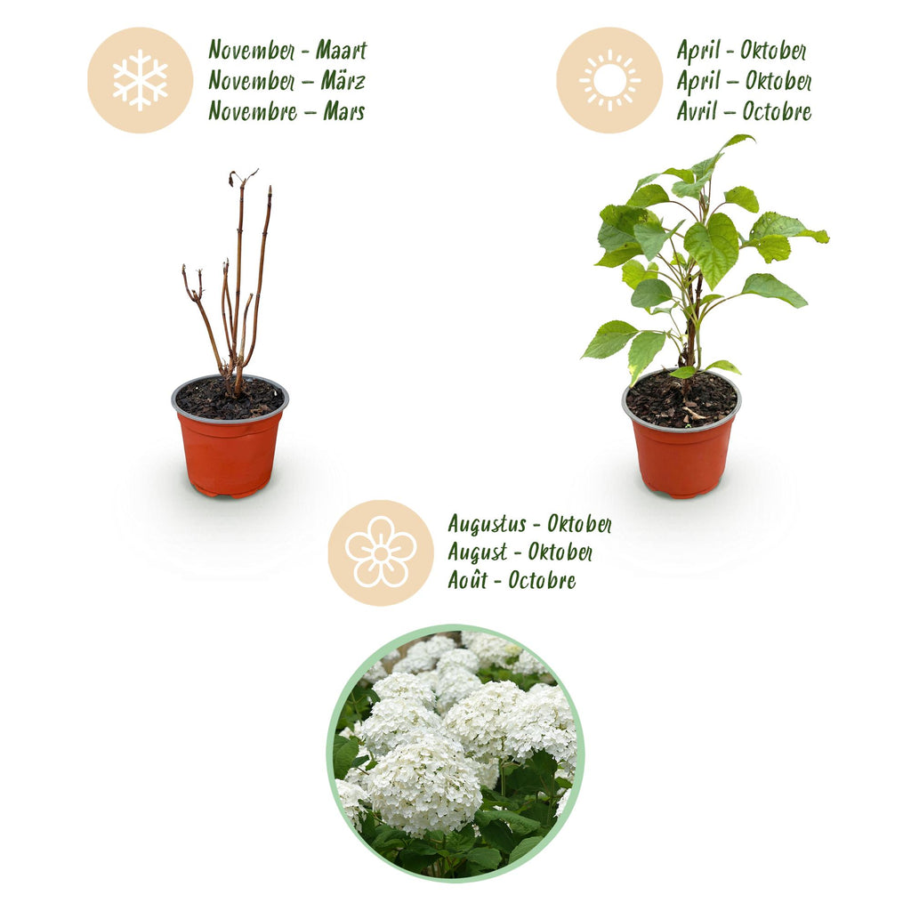 Hydrangea arborescens Annabelle - Pluimhortensia - Winterhard - Wit - 3 Planten - Pot 12cm - Hoogte Hoogte 20-30cm