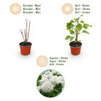 Hydrangea arborescens Annabelle - Pluimhortensia - Winterhard - Wit - 3 Planten - Pot 12cm - Hoogte Hoogte 20-30cm