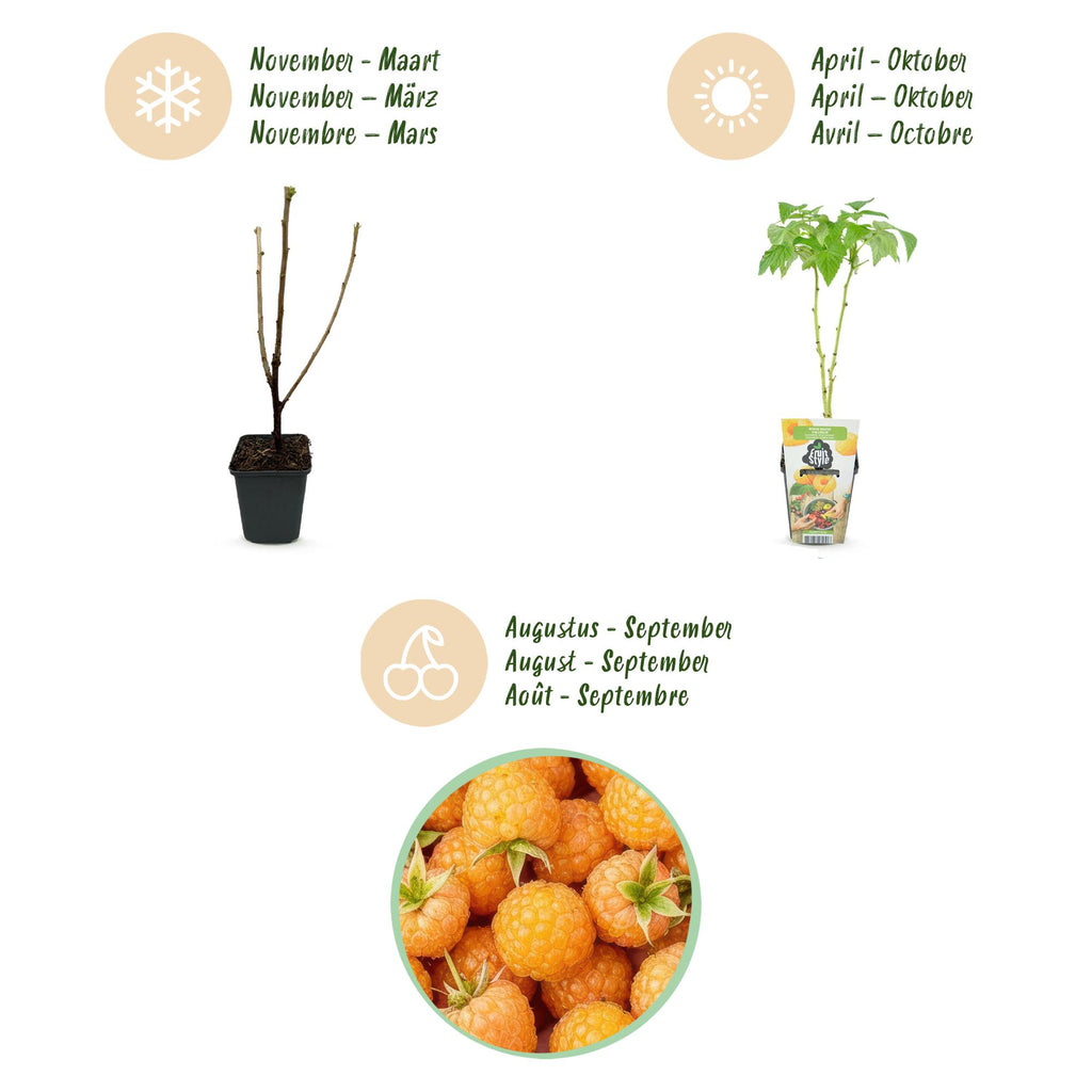 Fruitplanten - 3xFramboos - Rubus idaeus Fallgold - Winterhard - 3 Planten - Pot 9 cm - Gele Framboos