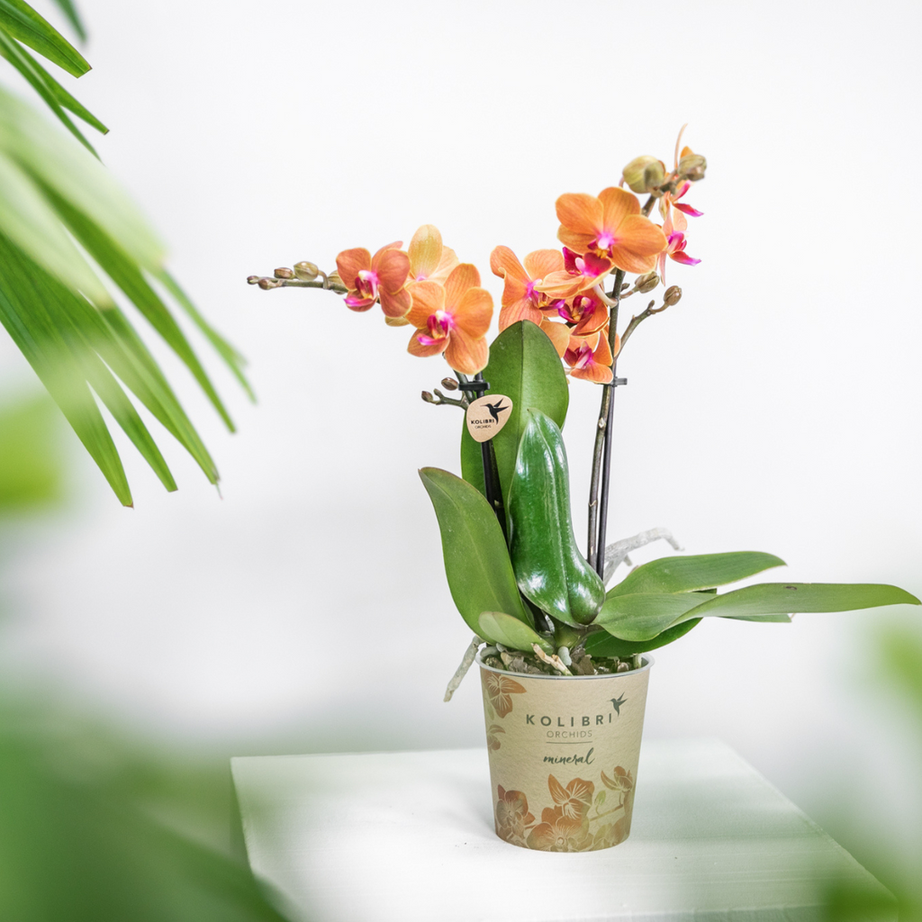 Oranje Phalaenopsis orchidee - Mineral Bolzano - potmaat Ø9cm | bloeiende kamerplant - vers van de kweker