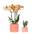 Oranje orchidee Jamaica en Succulent incl. keramieken sierpotten