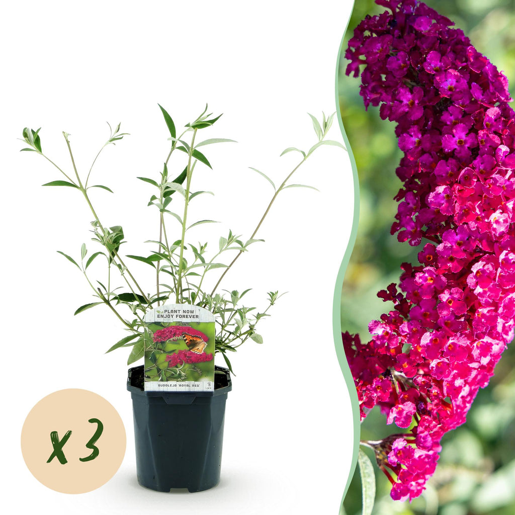 Tuinplant - Buddleja davidii Royal Red - 3 Vlinderstruik - Winterhard - Rood - 3 Planten - Pot 17cm - Hoogte 45cm