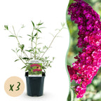 Tuinplant - Buddleja davidii Royal Red - 3 Vlinderstruik - Winterhard - Rood - 3 Planten - Pot 17cm - Hoogte 45cm