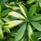 Schefflera Gold Capelle - Vingerboom - Weinig onderhoud - met mand - Groen - goud - 1 Plant - Pot 21cm - Hoogte 70-81cm