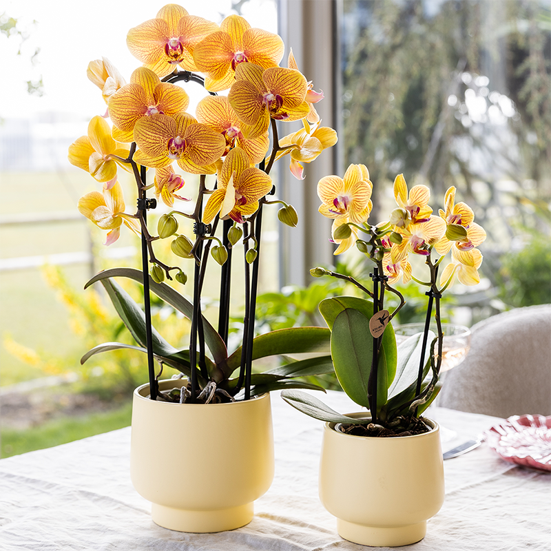 Oranje phalaenopsis orchidee potmaat Ø12cm | Sunny Bunny | bloeiende kamerplant - vers van de kweker