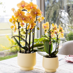 Oranje phalaenopsis orchidee potmaat Ø12cm | Sunny Bunny | bloeiende kamerplant - vers van de kweker