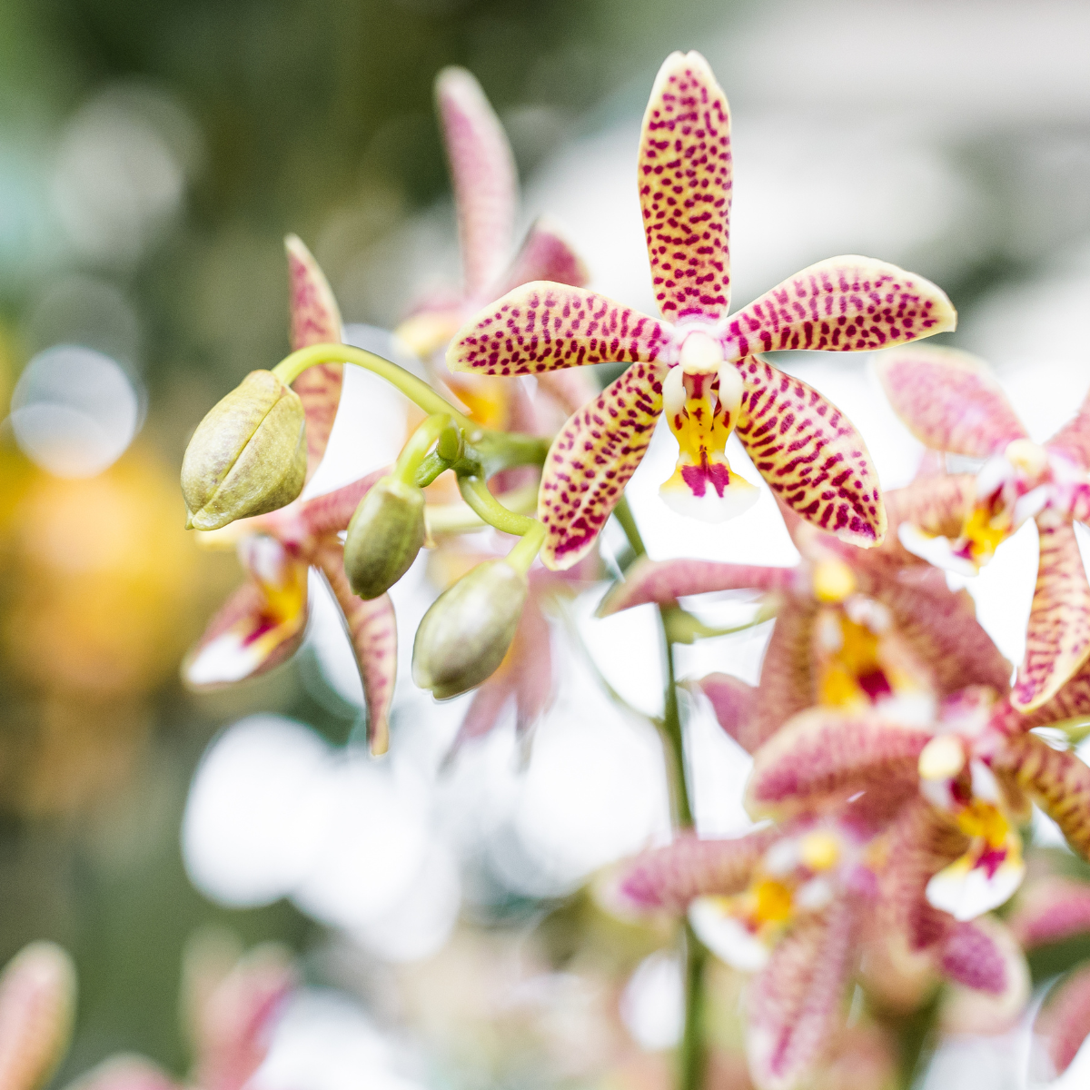 oranje Phalaenopsis orchidee - Spider- potmaat Ø9cm | bloeiende kamerplant - vers van de kweker