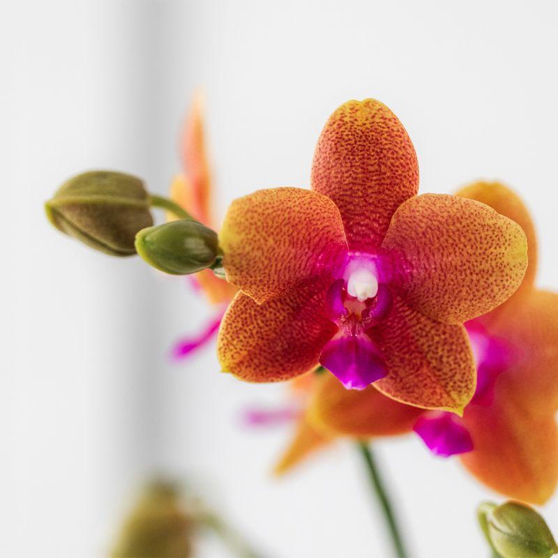 oranje geurende Phalaenopsis orchidee - Fragrance - potmaat Ø9cm | bloeiende kamerplant - vers van de kweker