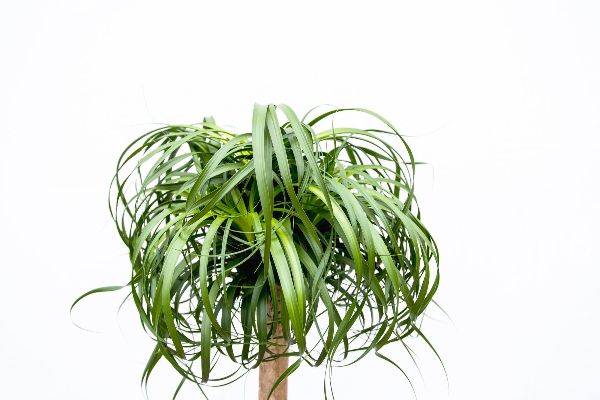 Beaucarnea XXL - 200cm - 180cm