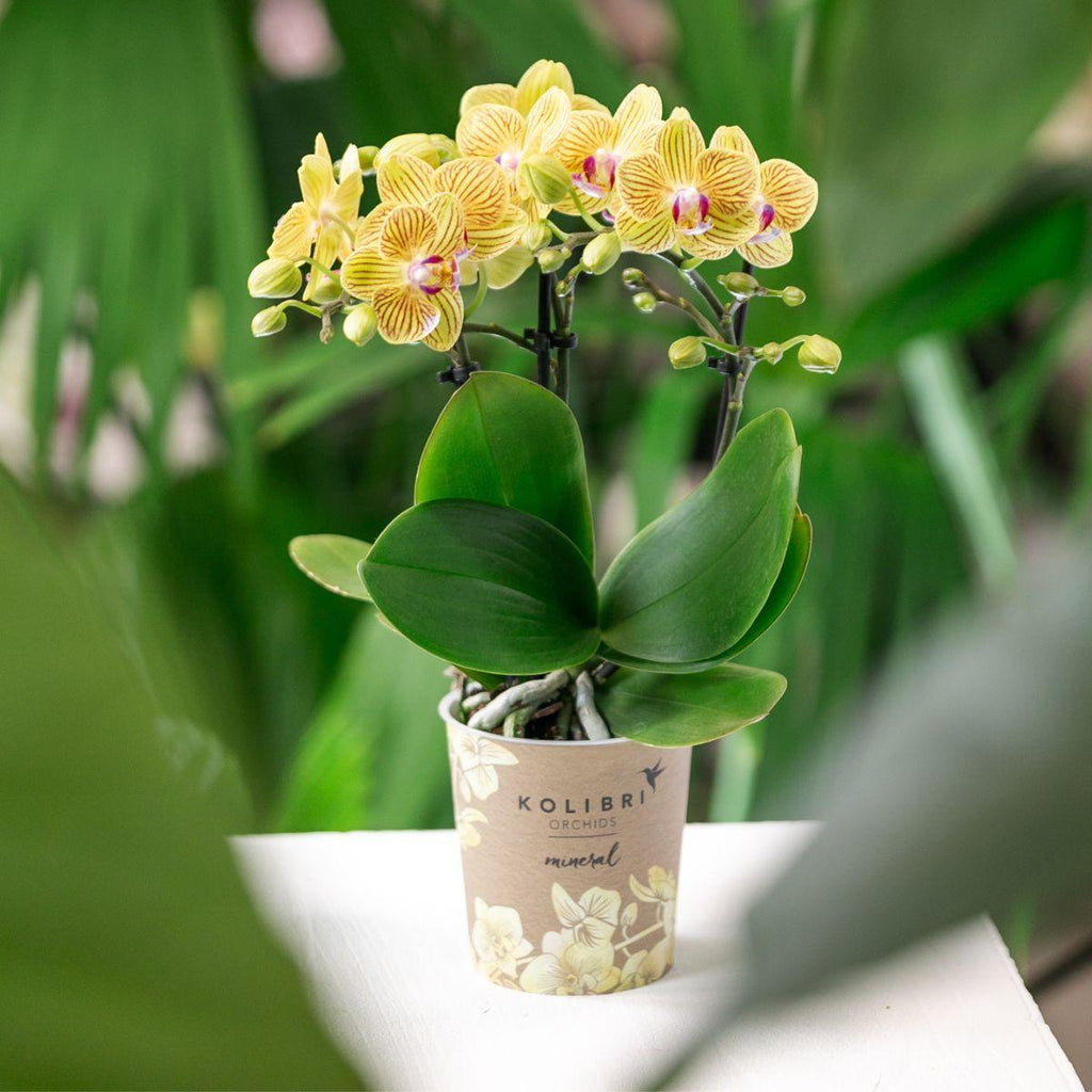 gele Phalaenopsis orchidee - Lima - potmaat Ø9cm | bloeiende kamerplant - vers van de kweker