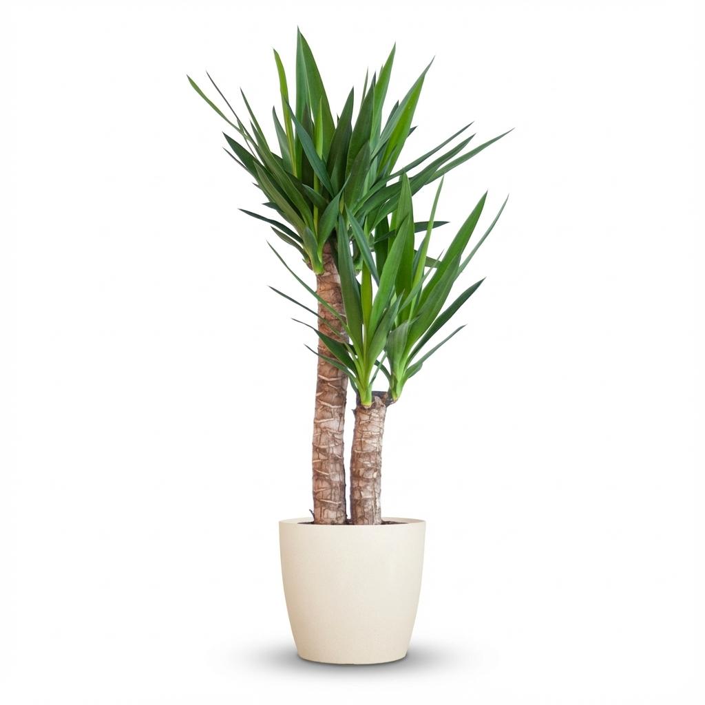 Yucca Elephantipes met Potter wit - 90cm - Ø21
