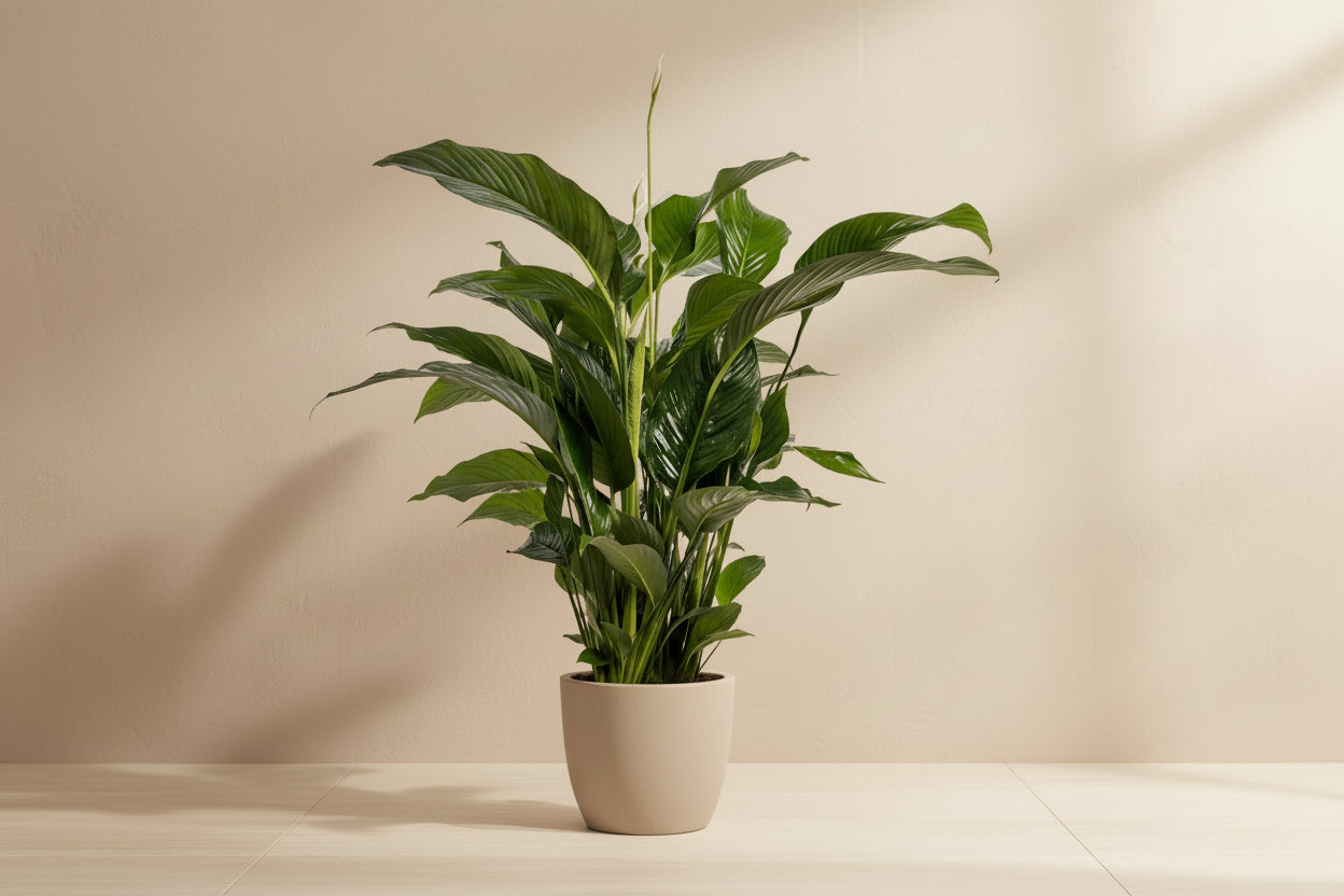 Spathiphyllum Bellini - Ø24cm - ↕100cm