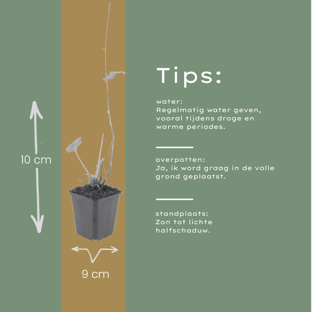 6x Persicaria bistorta - ↕10-25cm - Ø9cm