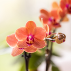 Orchideeënset Diabolo Twin White | twee oranje Bolzano orchideeën Ø9cm