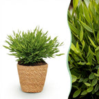 Bamusa Pogonatherum Monica - Bamboegras - Huisdiervriendelijke Plant - Groen - 1 Plant - met Mand - Pot 12cm - Hoogte 20cm