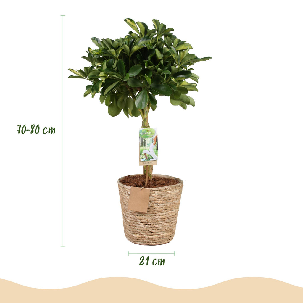 Schefflera Gold Capelle - Vingerboom - Weinig onderhoud - met mand - Groen - goud - 1 Plant - Pot 21cm - Hoogte 70-81cm