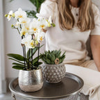 witte Phalaenopsis orchidee - Amabilis + Elite pot silver- potmaat Ø9cm - 35cm hoog | bloeiende kamerplant - vers van de kweker
