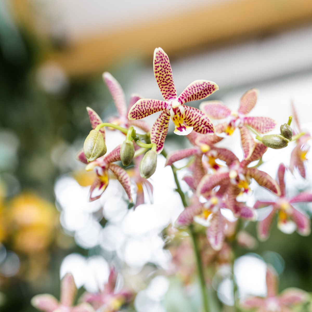 oranje Phalaenopsis orchidee - Spider- potmaat Ø9cm | bloeiende kamerplant - vers van de kweker
