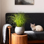 Kattengras kamerplant 2 STUKS - Cyperus alternifolius Zumula - Kattengras - Huisdiervriendelijk - Groen - 2 Planten - Pot 12cm - Hoogte 28-30cm