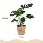 Monstera Deliciosa - Gatenplant - Weinig onderhoud - met mand - Groen - 1 Plant - Pot 21cm - Hoogte 70-80cm
