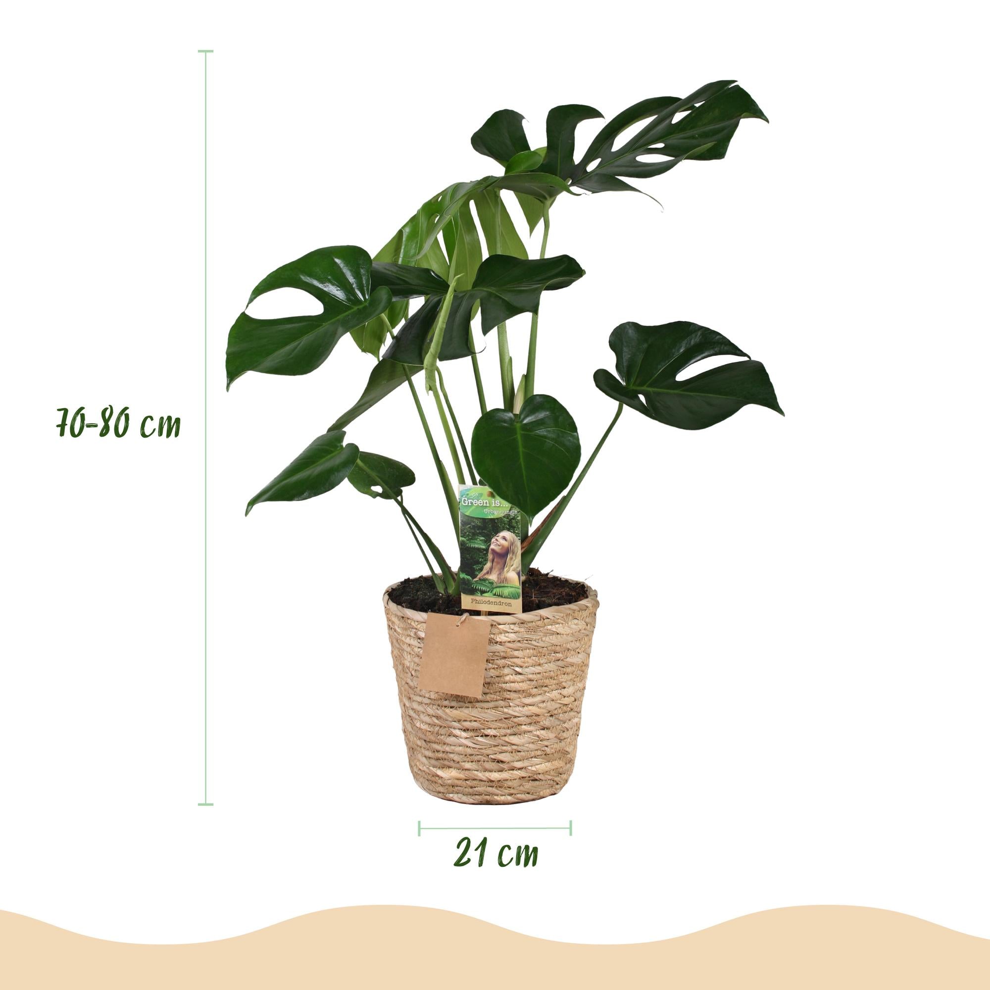 Monstera Deliciosa - Gatenplant - Weinig onderhoud - met mand - Groen - 1 Plant - Pot 21cm - Hoogte 70-80cm