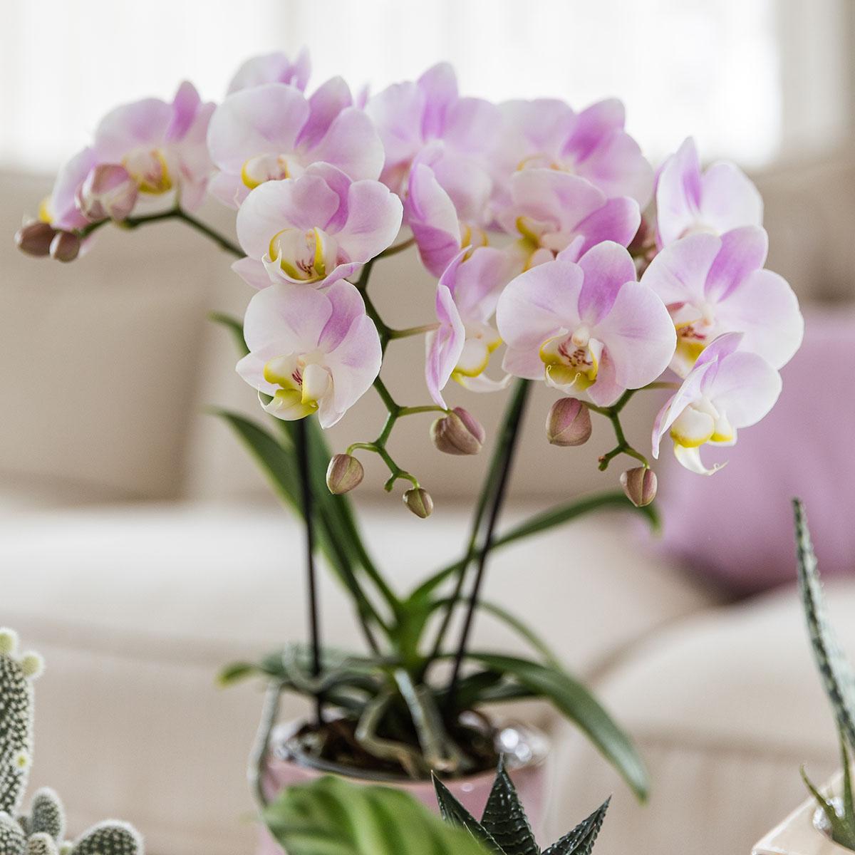 Roze phalaenopsis orchidee - Portugal - potmaat Ø9cm | bloeiende kamerplant - vers van de kweker