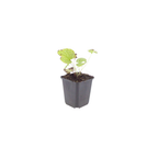 6x Brunnera macr. 'Jack Frost' - ↕10-25cm - Ø9cm