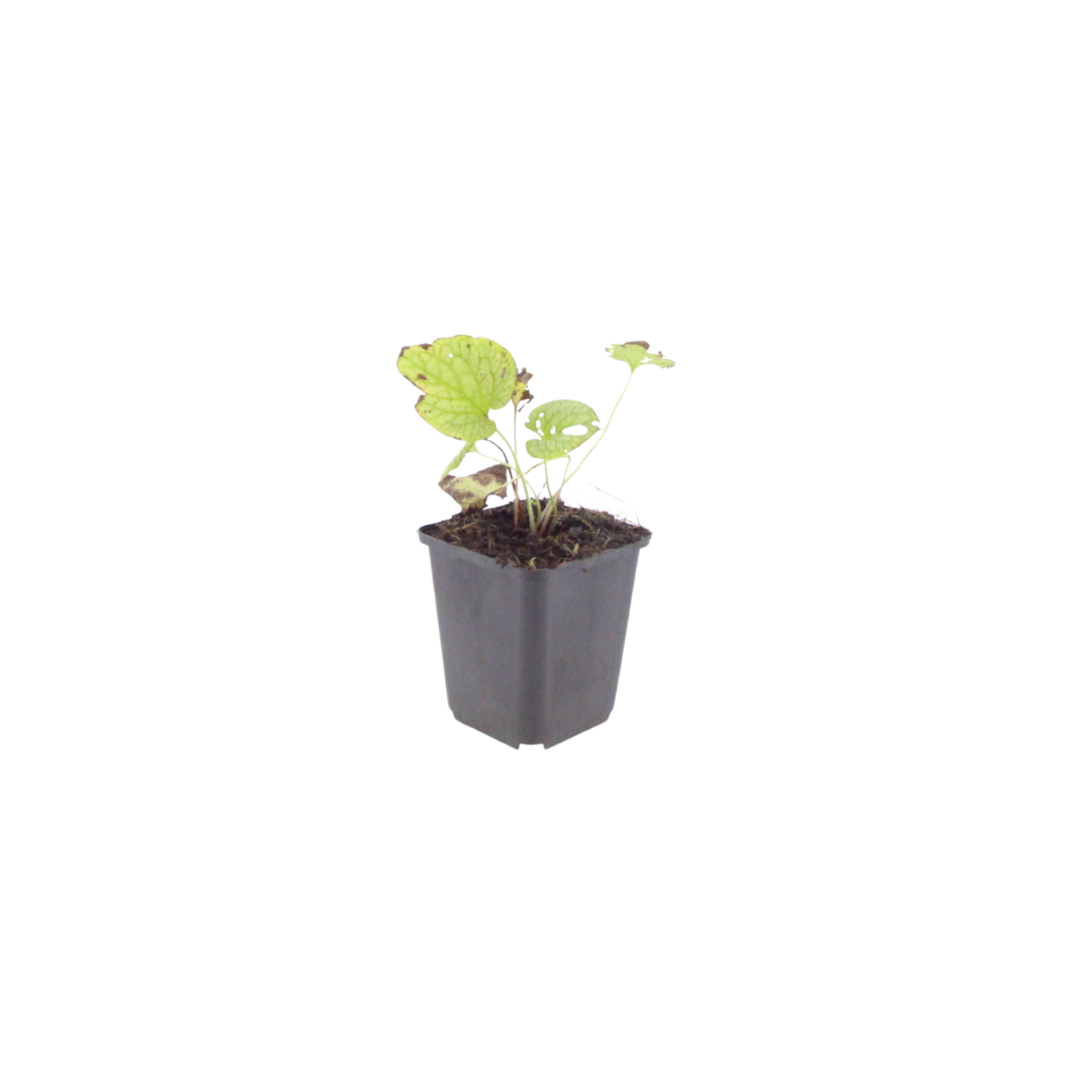 6x Brunnera macr. 'Jack Frost' - ↕10-25cm - Ø9cm