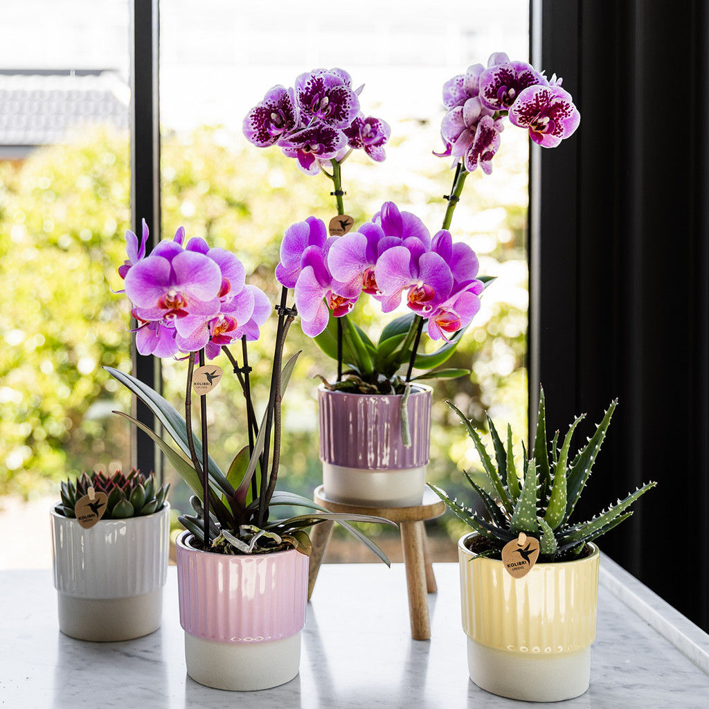 Paars roze phalaenopsis orchidee potmaat Ø9cm | Frederikstad | bloeiende kamerplant - vers van de kweker