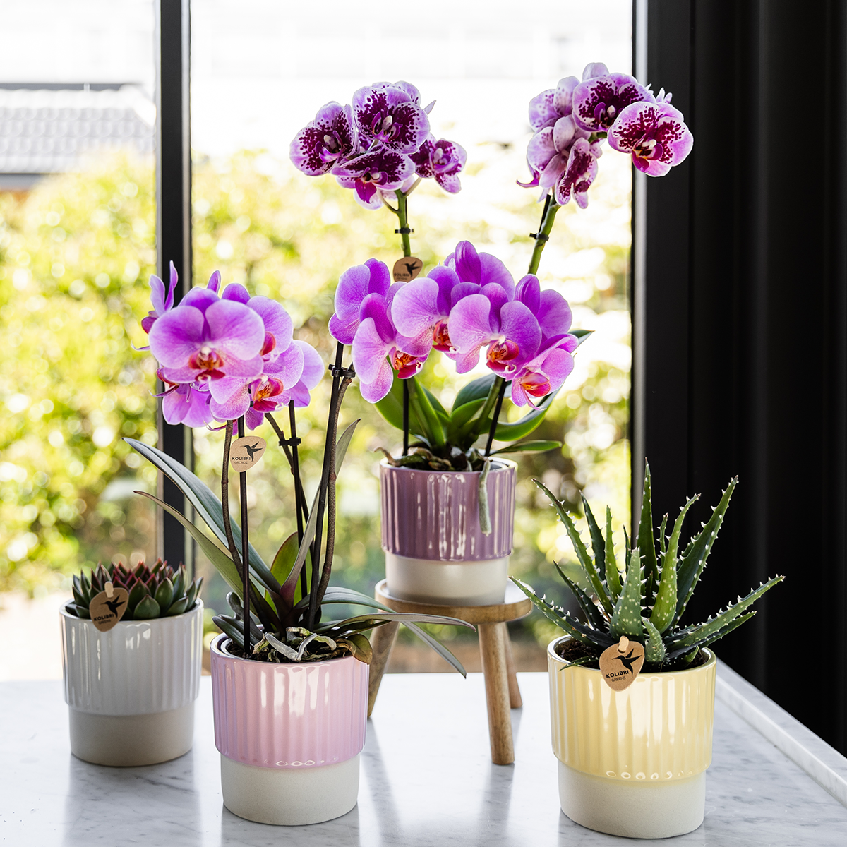 Paars roze phalaenopsis orchidee potmaat Ø9cm | Frederikstad | bloeiende kamerplant - vers van de kweker