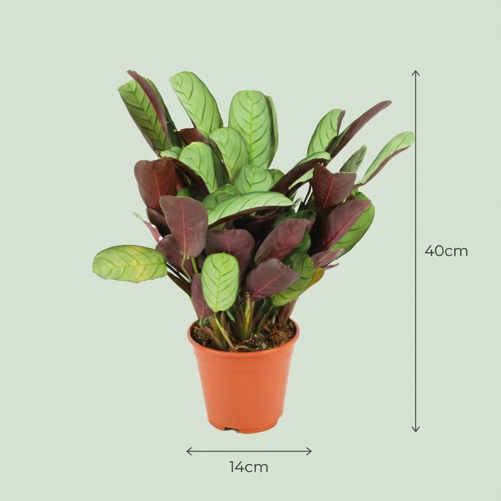 Ctenanthe Amagris - Ø 14 cm - Hoogte: 35 - 40 cm