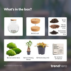 DIY Planten terrarium (met licht) - Teddy Bonsai - Ø 25 cm ↑ 26,5 cm - Met LED-kurk