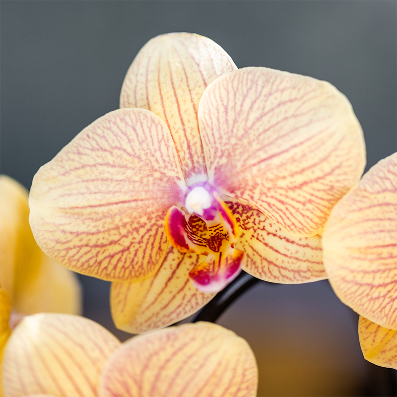 Sunny Bunny orchidee geel/roze + Retro oker sierpot – potmaat Ø12cm | bloeiende kamerplant – vers van de kweker