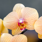 Sunny Bunny orchidee geel/roze + Retro oker sierpot – potmaat Ø12cm | bloeiende kamerplant – vers van de kweker