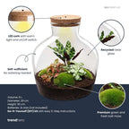 DIY Planten terrarium met licht - Fat Joe Red - Ø 29 cm ↑ 30 cm - No Tools